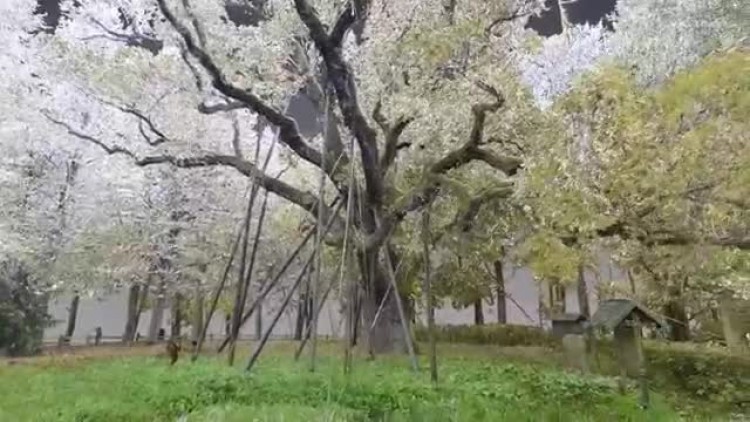 Naziemne skanowanie laserowe Dębu Bartek